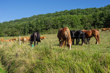 herd of horses, Ariège Pyrenees regional natural park, Arize massif, French Republic, Europe