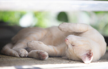 Fototapeta na wymiar Cute cat sleeping on the floor in the garden, soft focus