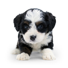 adorable little dog with black and white fur with transparent background and natural shadow