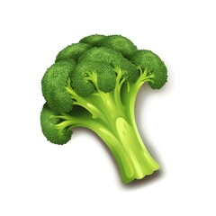 Fresh Organic green broccoli for Healthy Eating on a White Background. Vector illustration.