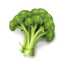 Fresh Organic green broccoli for Healthy Eating on a White Background. Vector illustration.