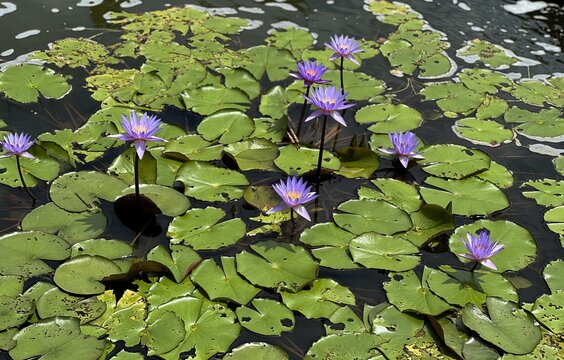 purple water lilies in a pond.