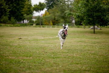 Naklejka na ściany i meble portrait of a Dalmatian dog runs through the green grass in the park, running dog