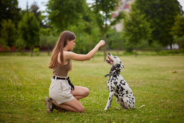 a young girl treats a Dalmatian dog in the park. dog training concept