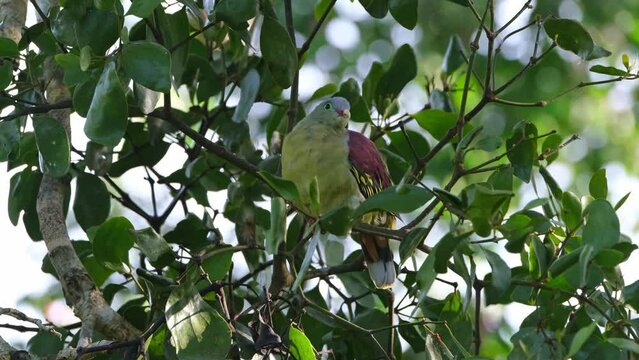 Perched inside the tree resting after feeding in the morning, Thick-billed Green Pigeon Treron curvirostra, Thailand