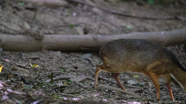Moving to the right while feeding on the forestgound, Lesser Mouse-deer Tragulus kanchil, Thailand