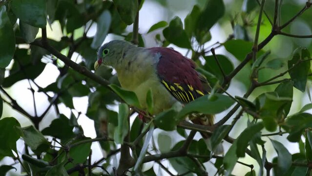Wagging its tail and jumps around looking curioously and then goes away to the left, Thick-billed Green Pigeon Treron curvirostra, Thailand