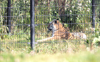 Amour tiger behind fences, living in captivity