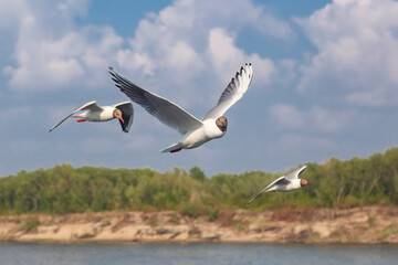 Fototapeta na wymiar Three seagulls in flight