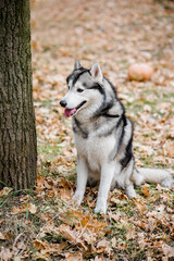 Vertical portrait of a Husky in the autumn forest. The dog is sitting with his tongue hanging out, taking a break from a walk, and wants water. Traveling out of town with pets. Outdoor training