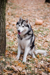 Vertical portrait of a Husky in the autumn forest. The dog is sitting with his tongue hanging out, taking a break from a walk, and wants water. Traveling out of town with pets. Outdoor training