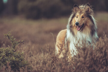 Collie Langhaar sable Hund stehend in der verblühten Heide mit offenen Mail