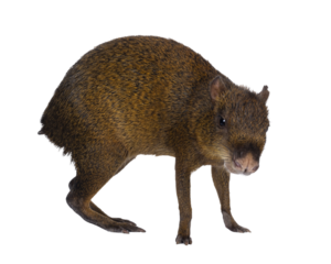 Agouti aka Dasyprocta standing side ways. Looking towards camera. Isolated cutout on a transparent background.