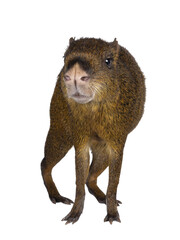 Agouti aka Dasyprocta standing facing front. Looking towards camera. Isolated cutout on a...