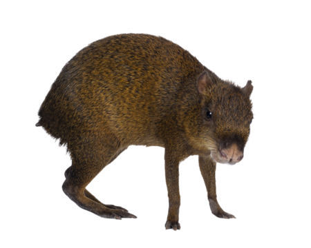 Agouti aka Dasyprocta standing side ways. Looking towards camera. Isolated cutout on a transparent background.