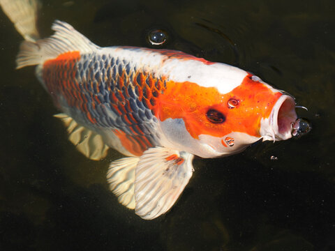 Closeup orange and grey carp koi with bubbles in dark water 