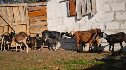 Nubian goats in a pen on a farm