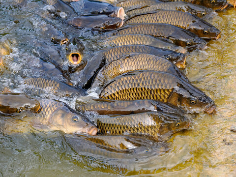 Many carps (Cyprinus) at the surface of water near the shore 