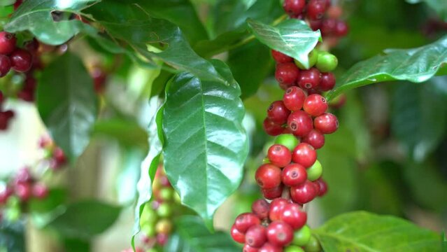 Beautiful closeup view of the red coffee beans on a branch of coffee tree in an agriculture plantation in Thailand