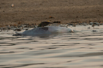 dolphins killed in the environmental tragedy in the Amazon, historic drought 2023