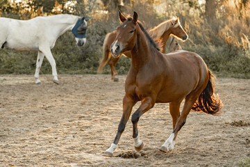 Horses living their best life in the paddock paradise track system gallop