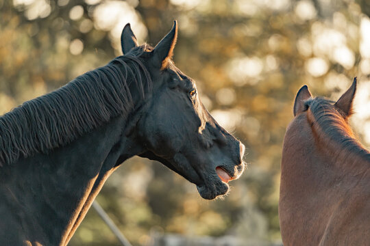 Horses Living Their Best Life In The Paddock Paradise Track System Yawning