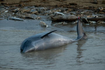 dolphins killed in the environmental tragedy in the Amazon, historic drought 2023