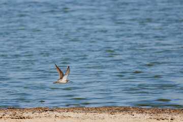 Calidris alba in flight over a lake on a sunny autumn day.