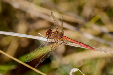 a dragonfly sitting on a branch on a sunny day