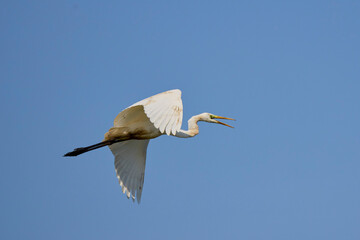 white egrets in flight in the blue sky.