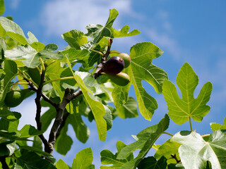 Figs on Ficus carica on a blue sky background