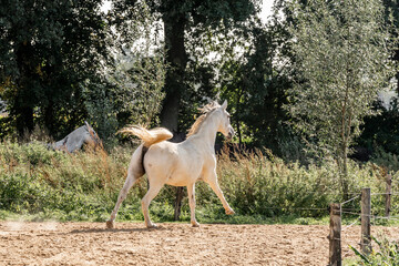 Horses living their best life in the paddock paradise track system white horse galloping