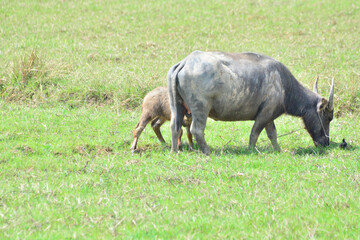 buffalo grazing on grass field