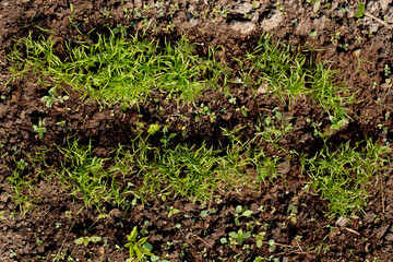 Obraz premium Just risen carrots in a garden bed. Close-up of a garden bed with growing young carrots