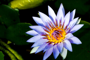 close-up of a lotus flowers with green leaf