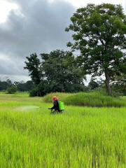 A man is spraying chemicals in a large field.