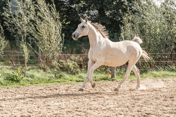 Obraz na płótnie Canvas Horses living their best life in the paddock paradise track system white horse galloping