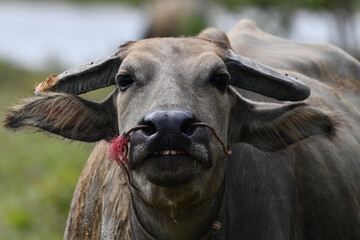 buffalo on grass field