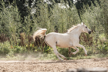 Horses living their best life in the paddock paradise track system white horse galloping