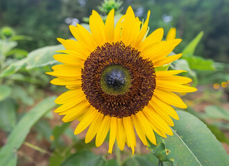 Obraz premium Sunflower in the garden