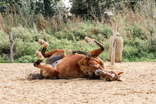 Horses Living Their Best Life In The Paddock Paradise Track System 