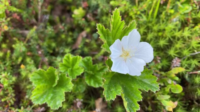 White cloudberry flower on a background of green leaves in the boreal forest under the wind