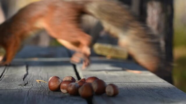 Red squirrel jumping on the wooden surface in forest and picking the hazelnut. Sciurus vulgaris.v