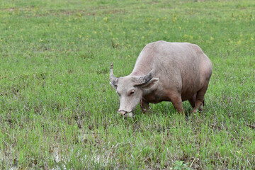 White buffalo grazing on grass field