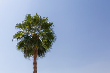 palm tree against clear blue sky