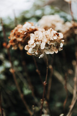 Hortensia flower head dried in winter. Dark tones, close-up.