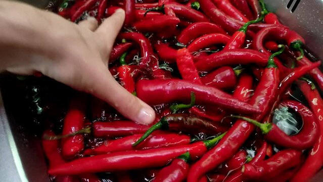 Cook washes red chili pepper with water