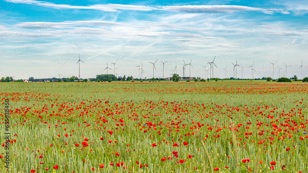 Wall mural Panoramic over beautiful wheat field farm landscape, poppies, marguerite flowers, wheat, and wind turbines to produce green energy in Germany, at blue sky sunny day