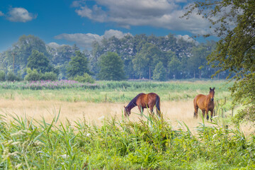 Landscape rural area in stream valley Rolder Diep part Drentsche Aa with meadow in which two brown riding horses can run free and misty forest trees background and sky with cumulus clouds
