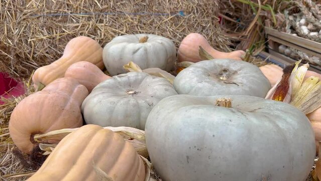 pumpkins placed on a bed of straw at an autumn culinary festival. detail. 4k video, 60 fps.